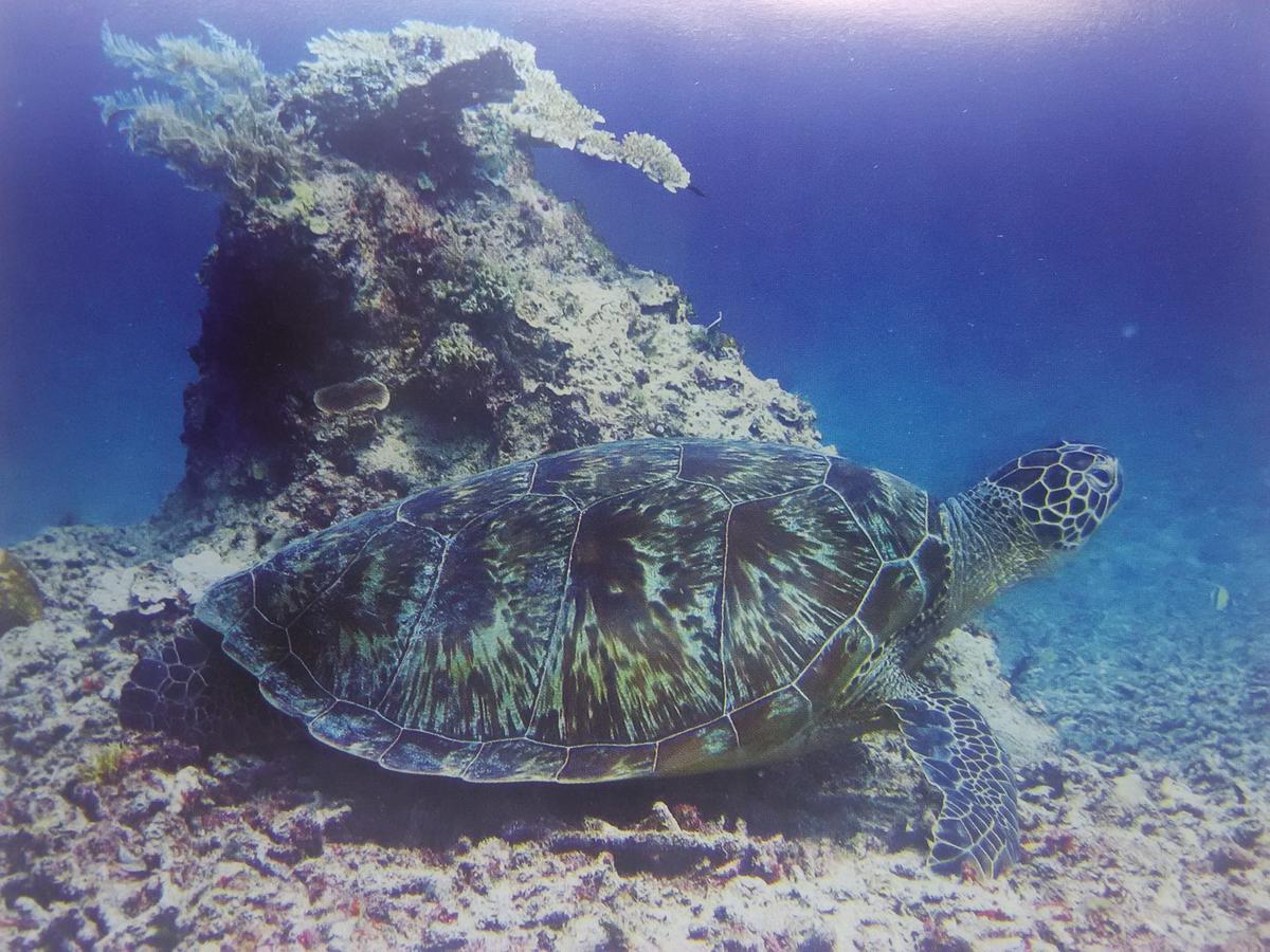 Dinoyin Bungalows Gili Meno Zewnętrze zdjęcie