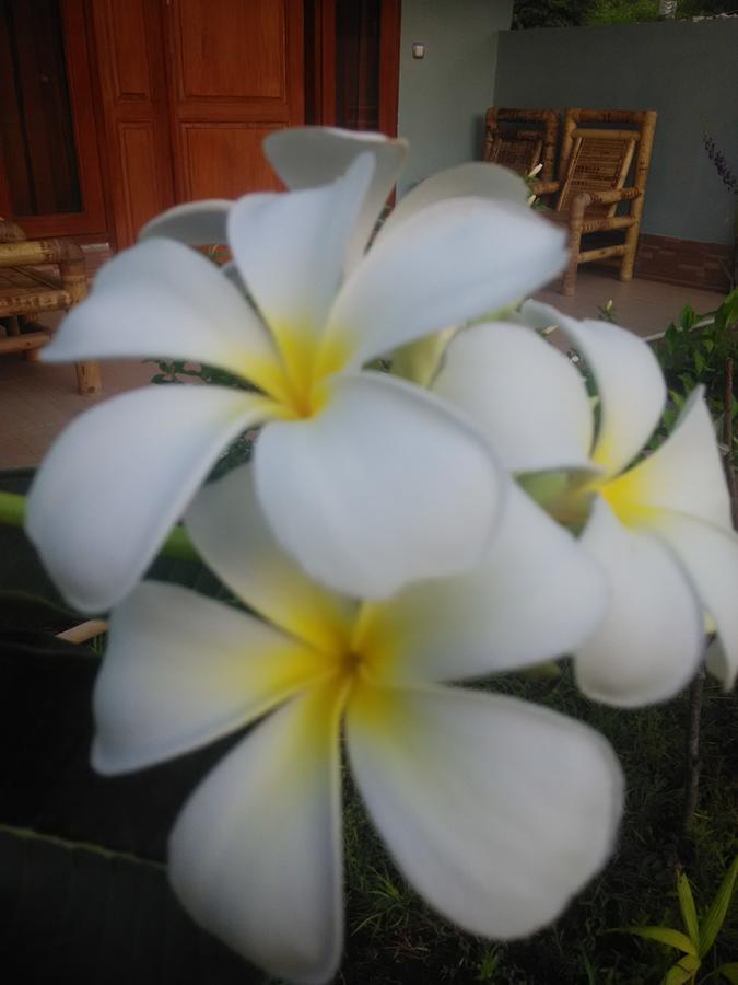 Dinoyin Bungalows Gili Meno Zewnętrze zdjęcie
